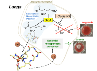 Blocking iron acquisition